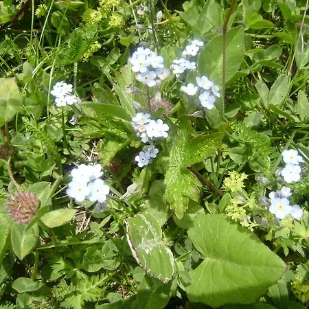 Les Drus / Du Brévent Chamonix Mont Blanc