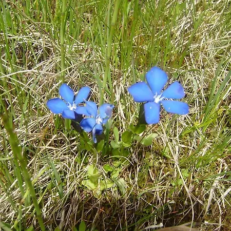 Apartamento Les Drus / Du Brévent *