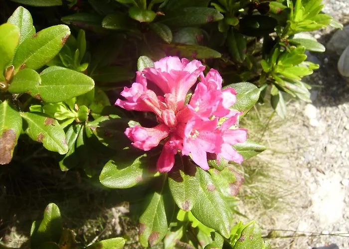 公寓 Les Drus / Du Brevent 霞慕尼