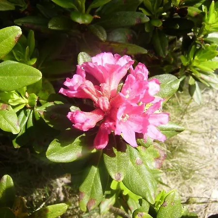 Apartment Les Drus / Du Brevent Chamonix