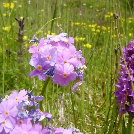 Les Drus / Du Brevent *