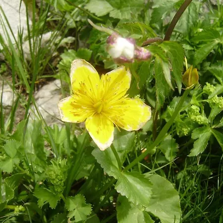 Les Drus / Du Brevent