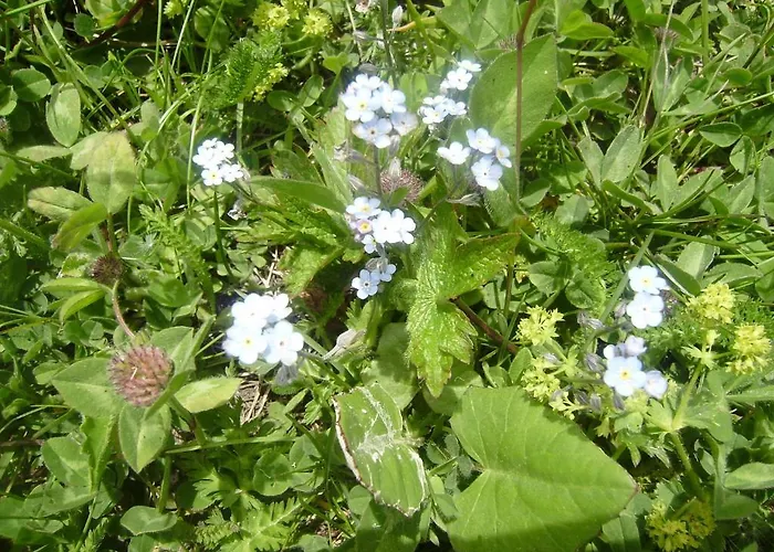 Les Drus / Du Brevent Chamonix