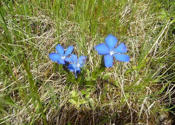 Apartamento Les Drus / Du Brevent *