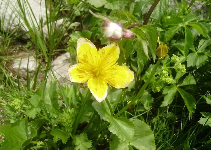 Les Drus / Du Brevent